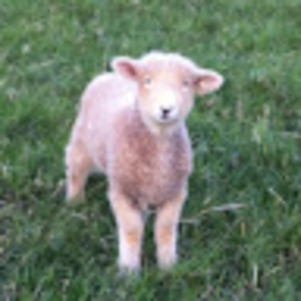 Meet your Posher, Betsy